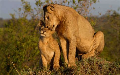 lioness dating